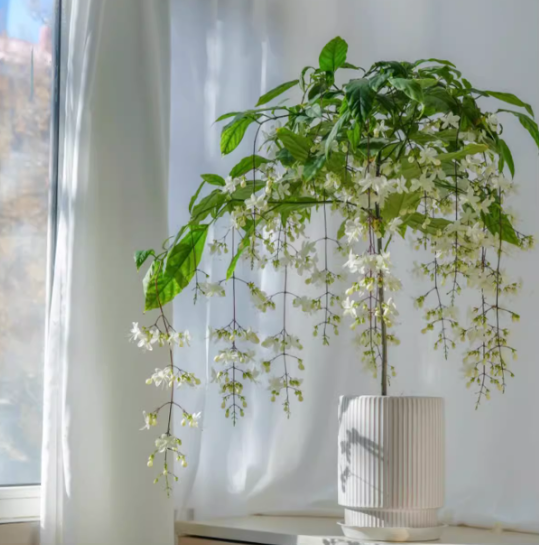 🌸Téli függő jázmin – egy álom szobanövény🌿❄️