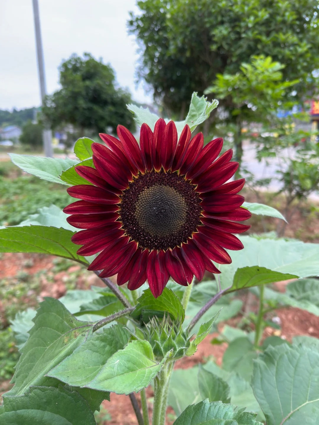 Vörös Hullámú Hibrid Napraforgómag