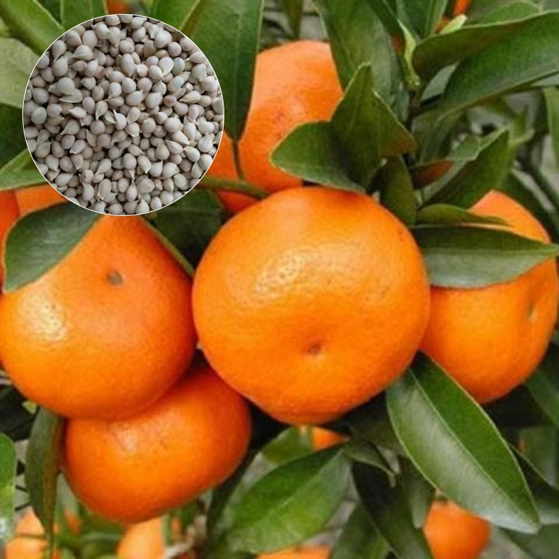 【Lágy, telt, lédús】Japán importált, édes Kanpei mandarinmagok