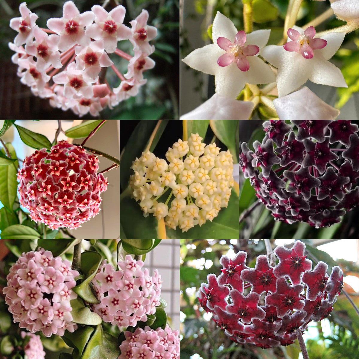 ✨ Hoya  – az égből lehulló csillagok 🌌