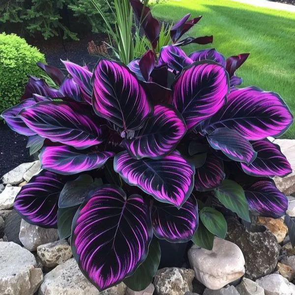 Ritka, óriási, magas hosta hagymák – toronymagas elegancia és árnyéktűrő szépség