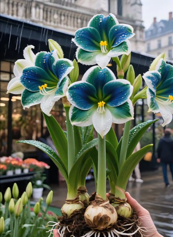 Illatos amarillisz hagymái dupla szirmokkal