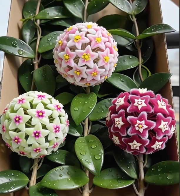 ✨ Hoya  – az égből lehulló csillagok 🌌