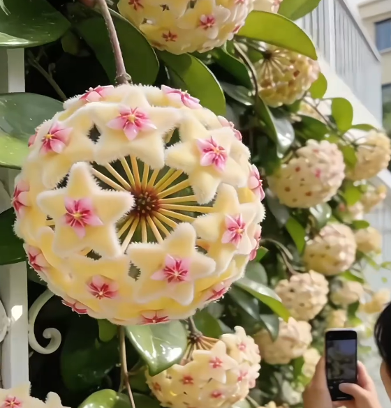 ✨Hoya hagymák – Csillagok hullanak az égből✨