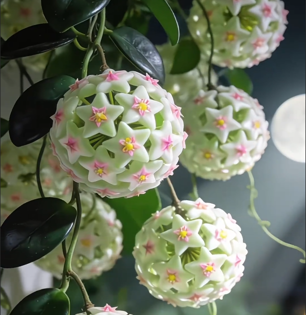 ✨ Hoya  – az égből lehulló csillagok 🌌