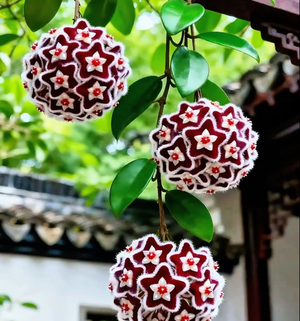 ✨Hoya hagymák – Csillagok hullanak az égből✨