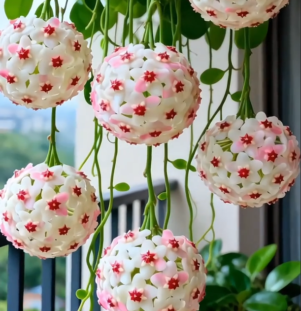 ✨Hoya hagymák – Csillagok hullanak az égből✨