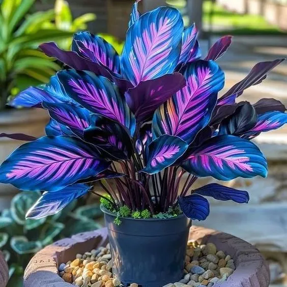 Ritka, óriási, magas hosta hagymák – toronymagas elegancia és árnyéktűrő szépség