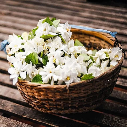 AZ AKCIÓ UTOLSÓ NAPJA - 49% KEDVEZMÉNY 🌸Gyönyörű jázmin cserepes növény (télen is ültethető)🌸