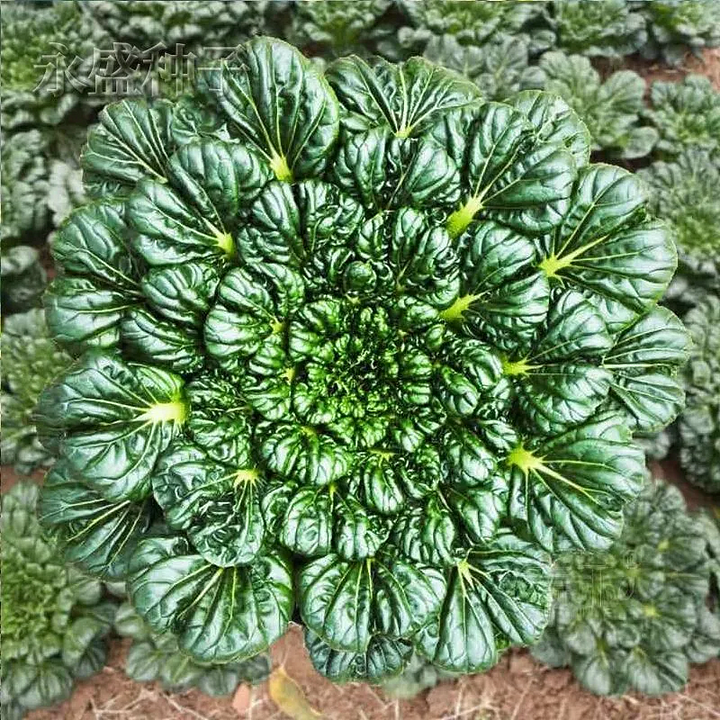 Brassica Narinosa magvak (WuTat Choy)
