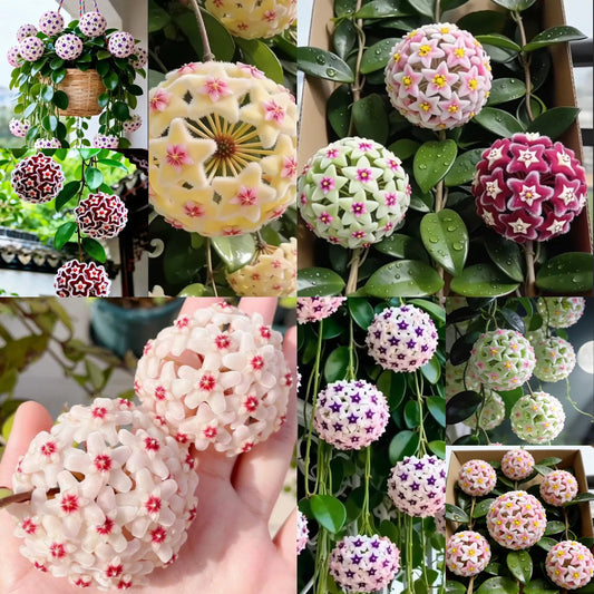 ✨ Hoya  – az égből lehulló csillagok 🌌