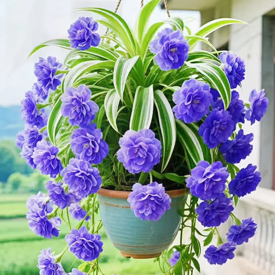 Grand Bloom póknövény magvak/hagymák 💐 A természet függő remekműve a színek és a kecsesség terén