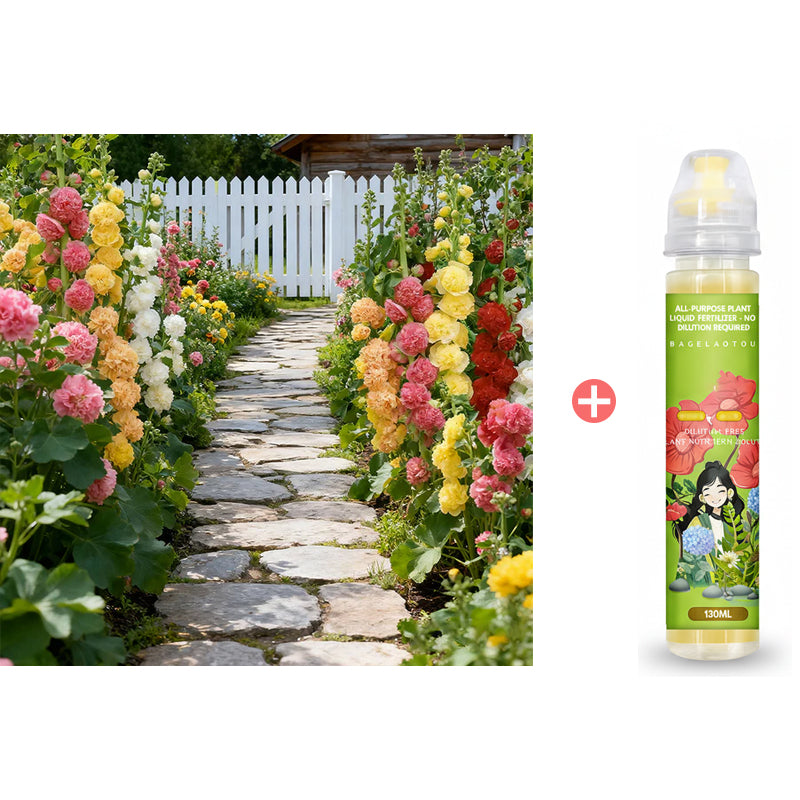 🌸Virágzó évelő mályva magok🌸