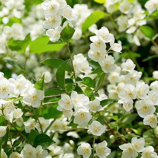 AZ AKCIÓ UTOLSÓ NAPJA - 49% KEDVEZMÉNY 🌸Gyönyörű jázmin cserepes növény (télen is ültethető)🌸