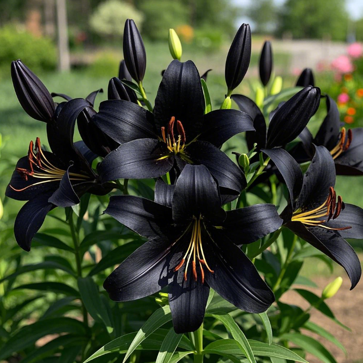 🌺Illatosított liliomhagymák – frissek és édesek