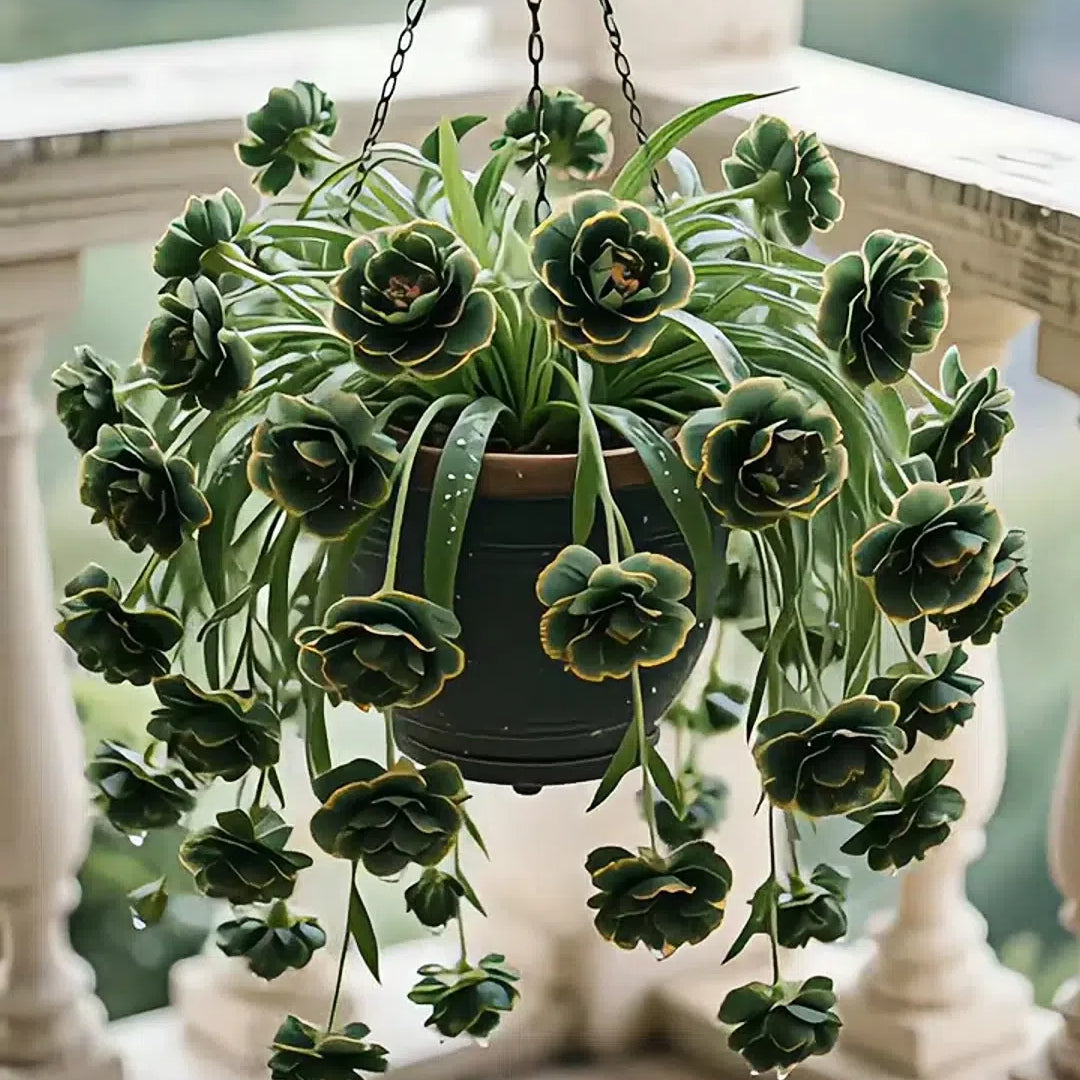 Grand Bloom póknövény magvak/hagymák 💐 A természet függő remekműve a színek és a kecsesség terén