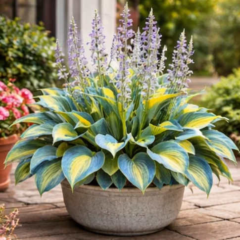 🌈 Hosta hagymák 🌿 Többszínűek, könnyen termeszthetők, bármilyen teret feldobnak 🪴