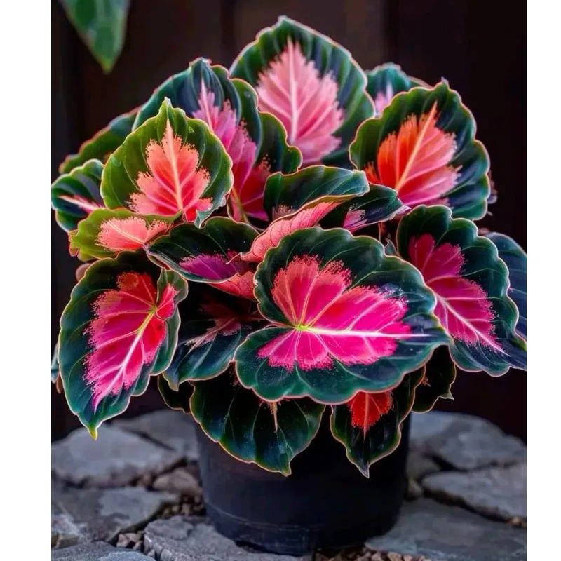 🌿 Színes hosta magok – az árnyék királya a kertben! 🌿