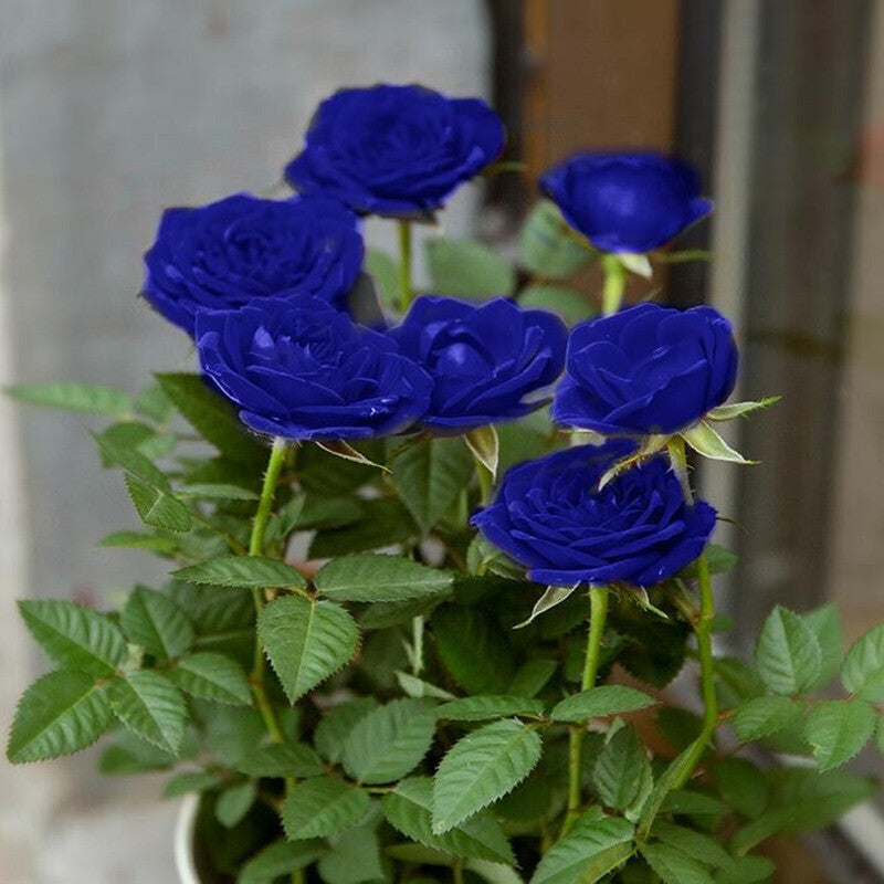 💙KÉK VARÁZSLÓ RÓZSA MAGOK✨
