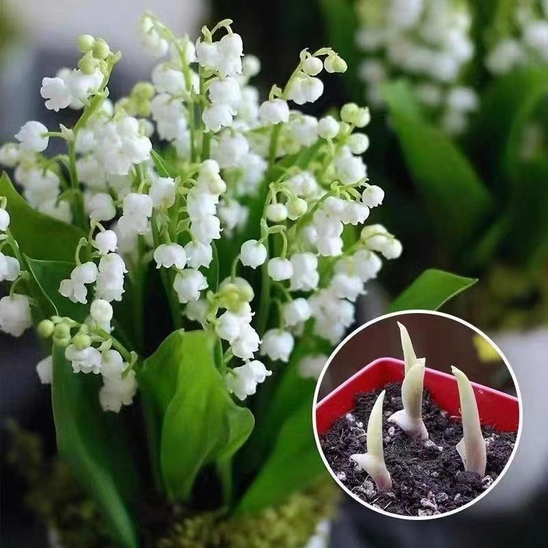 💐GYÖNGYLIMÓ – MEGÉRKEZIK A BOLDOGSÁG
