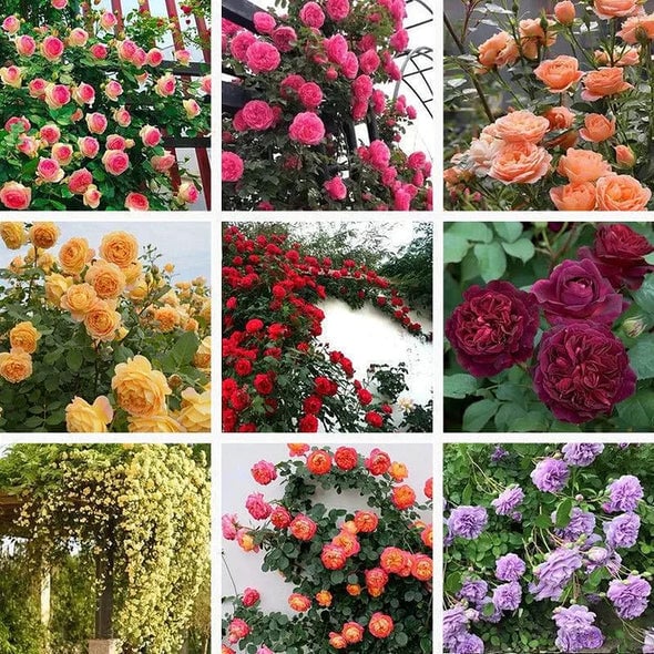 🌺 Hegymászó rózsamag