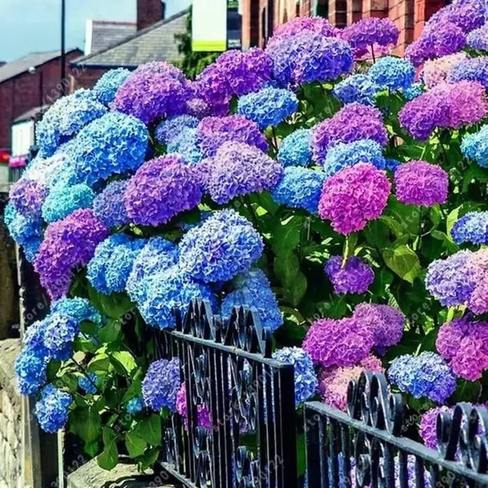 🌈Keverék hortenziamagok - Gyönyörű és szívós évelő magok a kertedbe