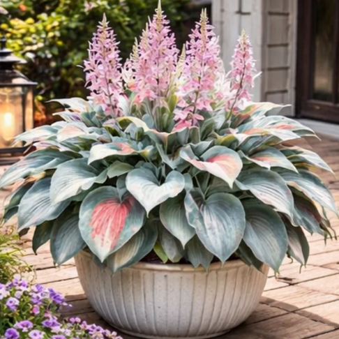 🌈 Hosta hagymák 🌿 Többszínűek, könnyen termeszthetők, bármilyen teret feldobnak 🪴