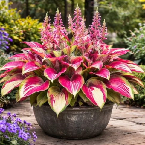 🌈 Hosta hagymák 🌿 Többszínűek, könnyen termeszthetők, bármilyen teret feldobnak 🪴