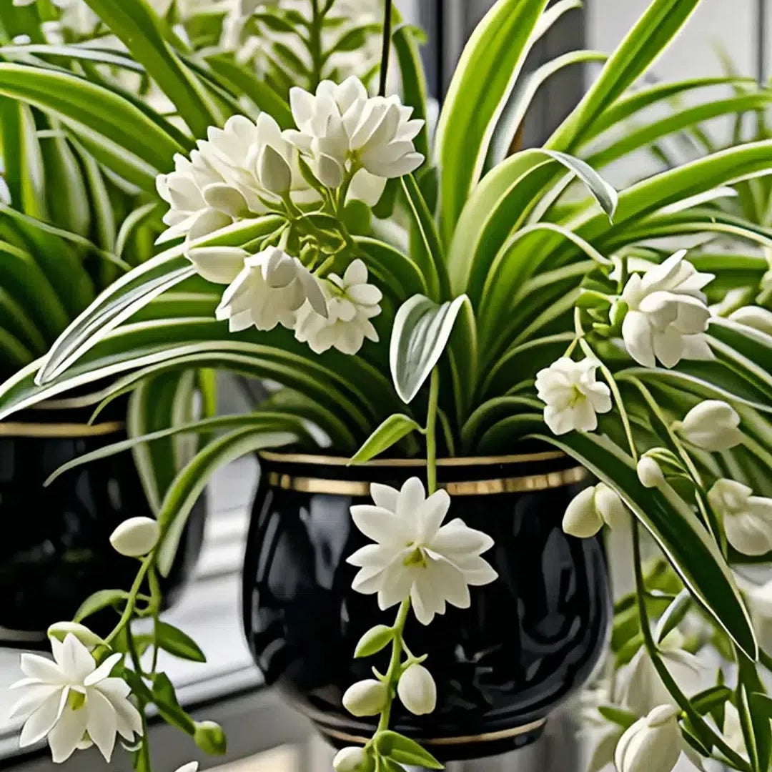 Grand Bloom póknövény magvak/hagymák 💐 A természet függő remekműve a színek és a kecsesség terén