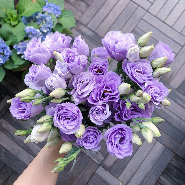 [Virágok fagyos télen is] Kiváló minőségű lisianthus magok [Legalacsonyabb árak online] Korlátozott vásárlási idő, 80% kedvezmény!!! Meglepetés vár rád!