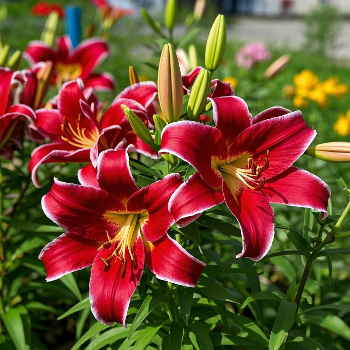 🌺Illatosított liliomhagymák – frissek és édesek