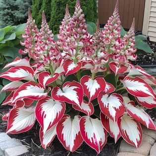 Hardy Beauty: Árnyék- és hidegálló hosta virágok