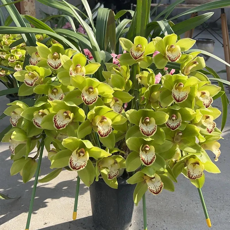 👑 Az orchideák királynője — Tartós Cymbidium hagymák