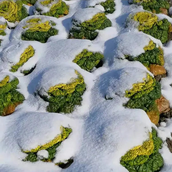 Brassica Narinosa magvak (WuTat Choy)