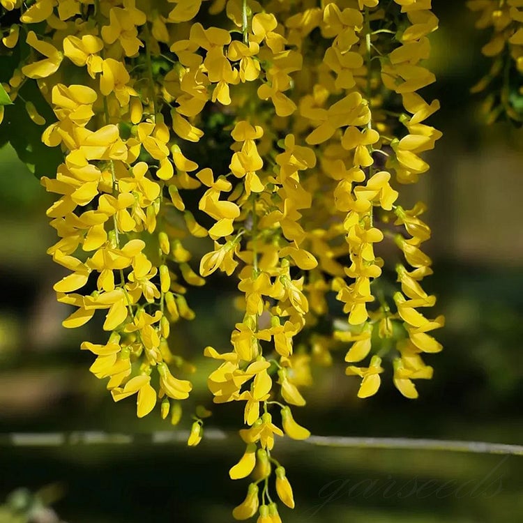 🌸Akácmagok – A kert zuhatagszerű szépsége egész évben💗