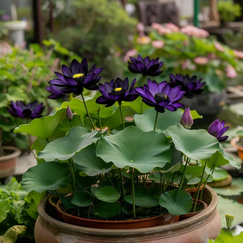 💮Éjféli lila lótuszmagok