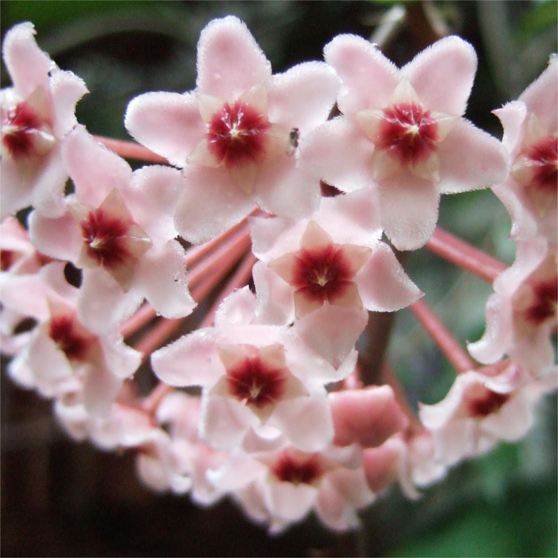 ✨ Hoya  – az égből lehulló csillagok 🌌