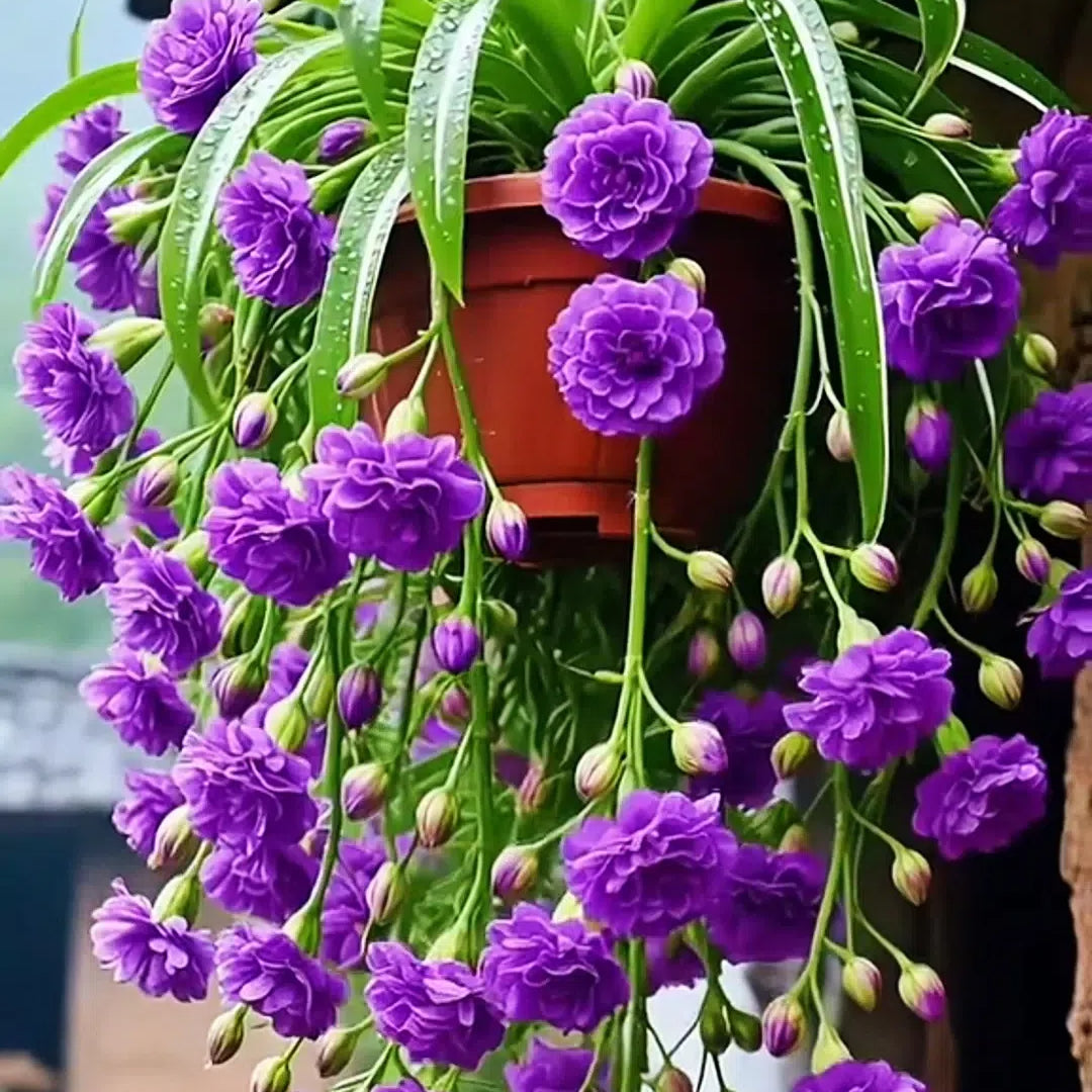 Grand Bloom póknövény magvak/hagymák 💐 A természet függő remekműve a színek és a kecsesség terén