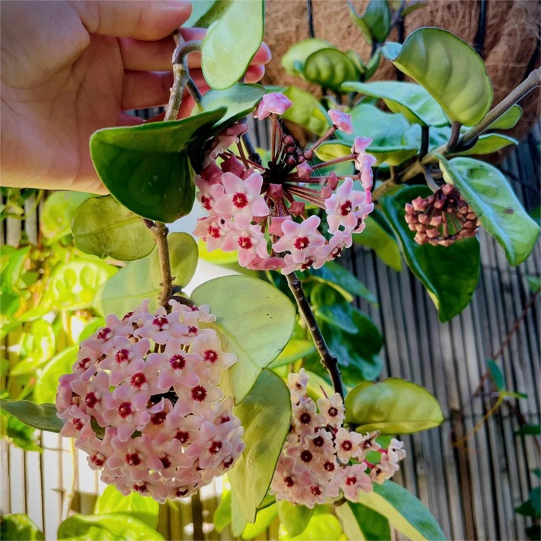 ✨ Hoya  – az égből lehulló csillagok 🌌