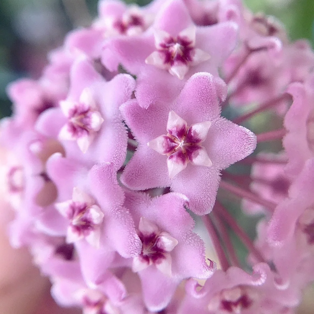 ✨Hoya hagymák – Csillagok hullanak az égből✨