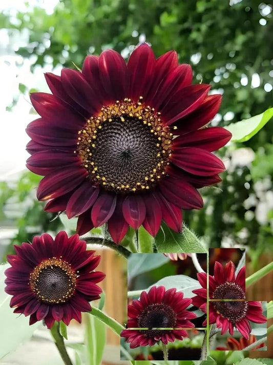 Vörös Hullámú Hibrid Napraforgómag