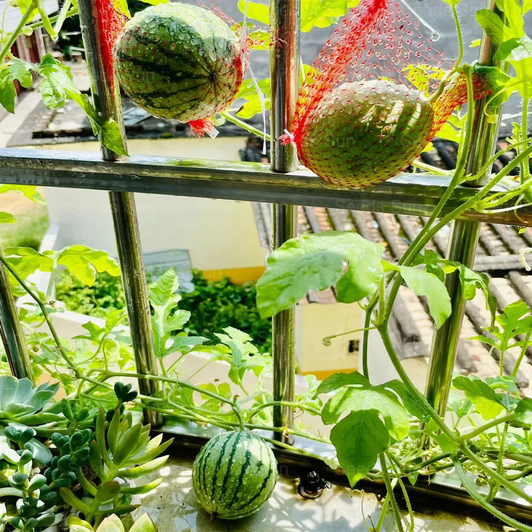 🍉Kora tavaszi vörös jáde – egy édes görögdinnye, amely az egész családot el fogja kápráztatni