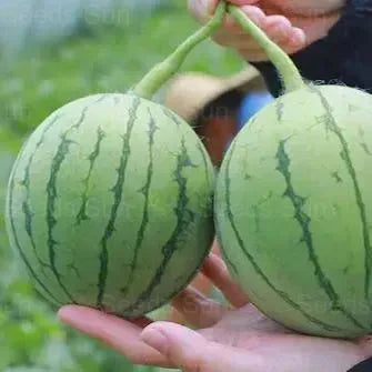 🍉Kora tavaszi vörös jáde – egy édes görögdinnye, amely az egész családot el fogja kápráztatni