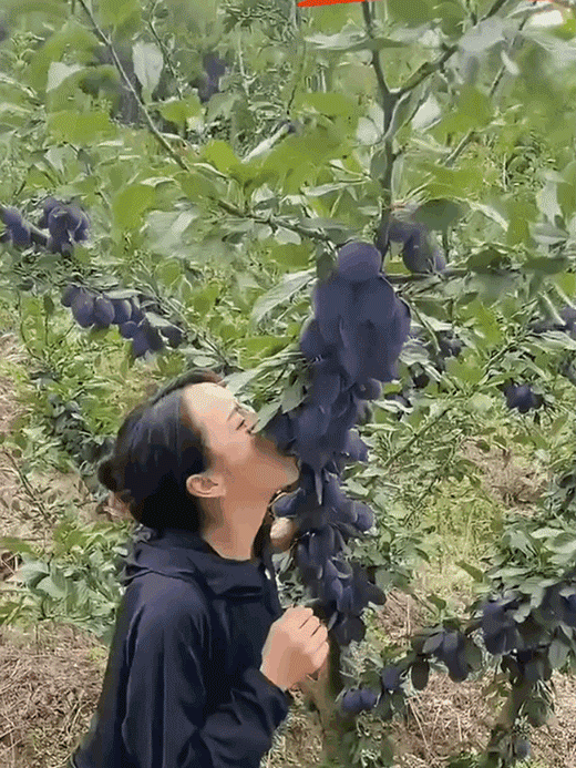 [Elősegíti az emésztést és csökkenti a hasi zsírt] Blue Honey Goddess aszalt szilva magok