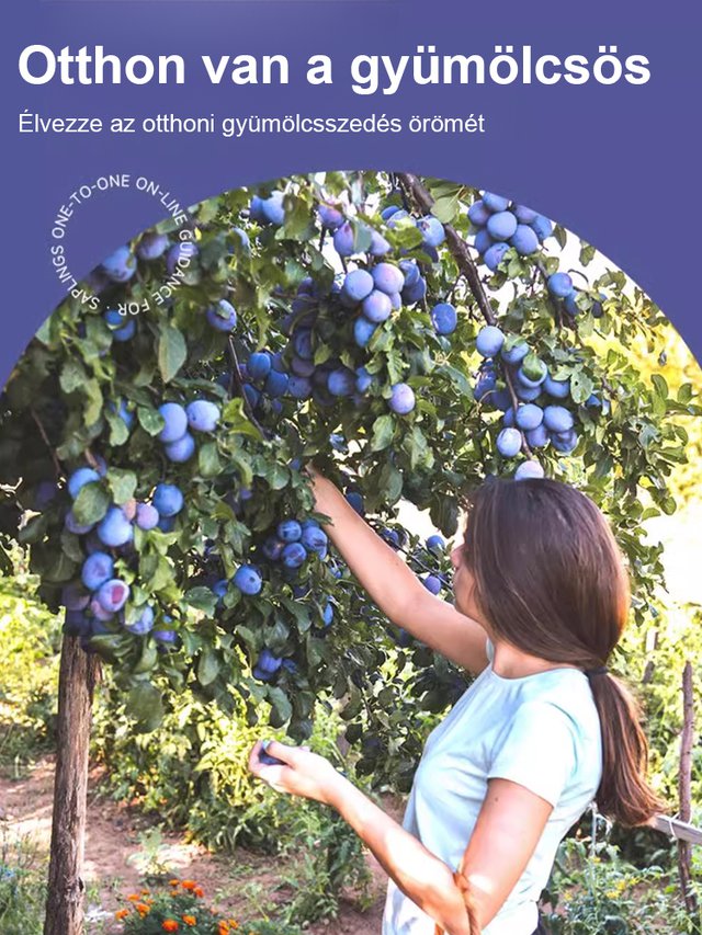 [Elősegíti az emésztést és csökkenti a hasi zsírt] Blue Honey Goddess aszalt szilva magok