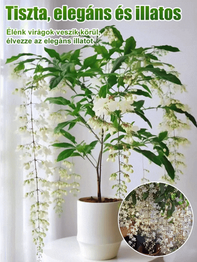 【Illat messzire terjed】Erős illatú lógó jázminmagok