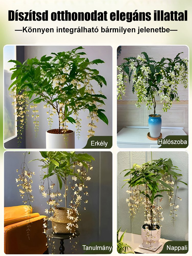 【Illat messzire terjed】Erős illatú lógó jázminmagok