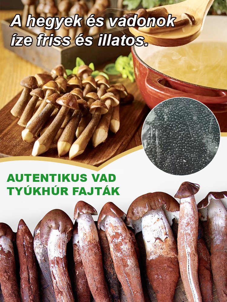 Autentikus "Jizong" gombafajta