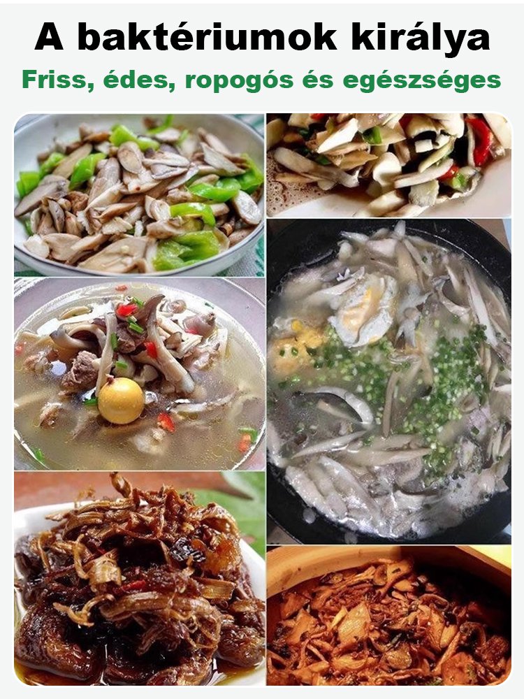 Autentikus "Jizong" gombafajta