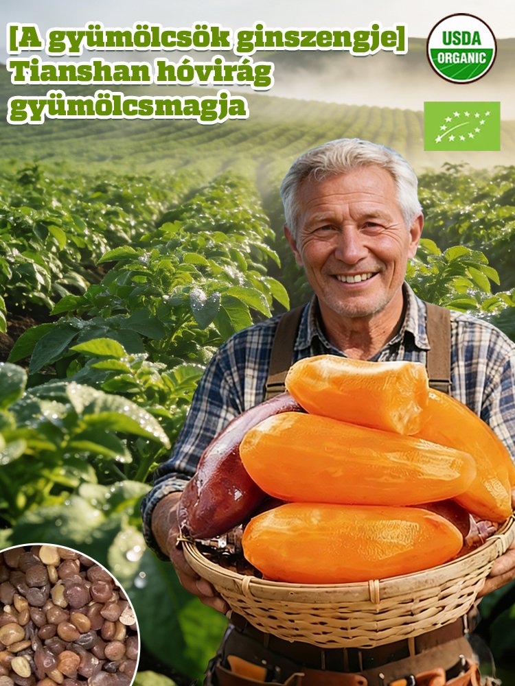 【Gyümölcsök ginzengje】Tianshan hó lótusz gyümölcsmag